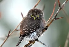 owls birds 2560x1600 wallpaper Art HD Wallpaper